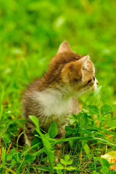 小猫在绿草上 — 图库照片