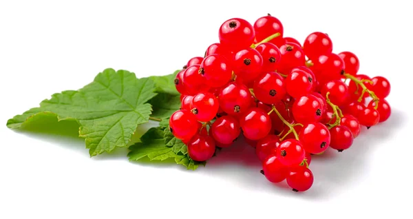 Currants isolated — Stock Photo, Image