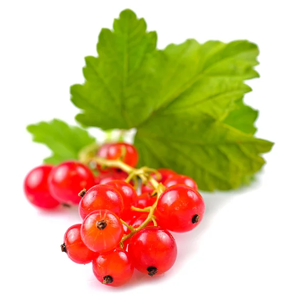 Currants isolated — Stock Photo, Image