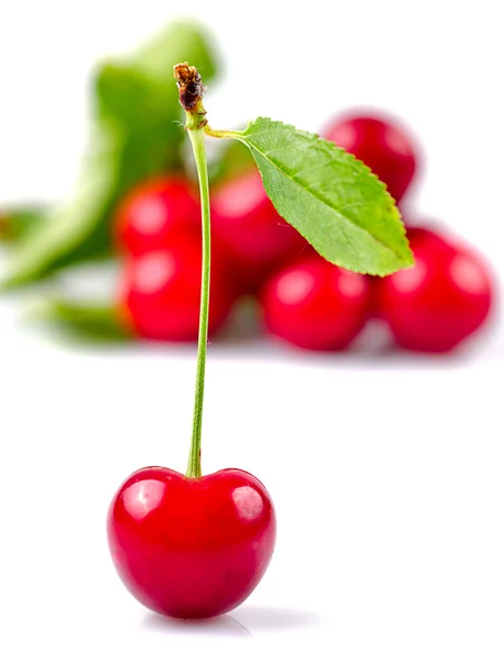Cherry ile yaprak yeşil — Stok fotoğraf