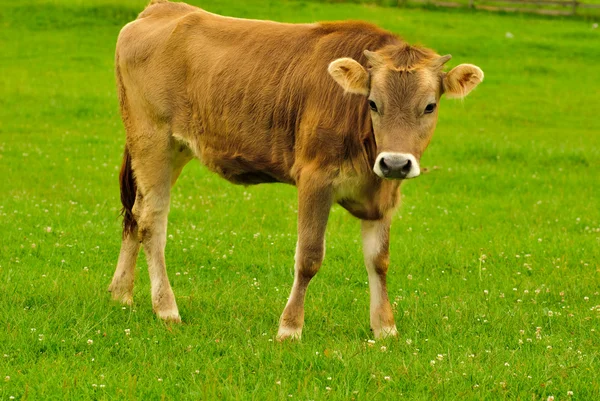 Pasto de vaca — Fotografia de Stock