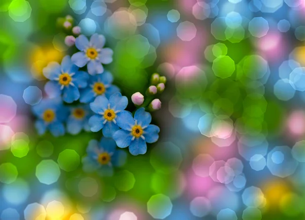 Forget-me-not with bokeh — Stock Photo, Image