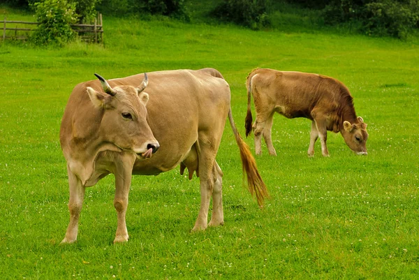 Ko och kalv betar — Stockfoto