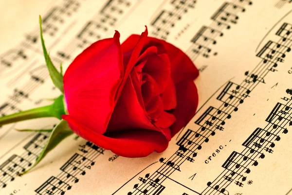 Notas musicais e rosa vermelha — Fotografia de Stock