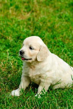 Golden Retriever köpek yavrusu çimlerde