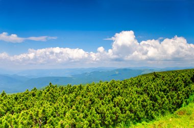 Karpatlar Pine bush