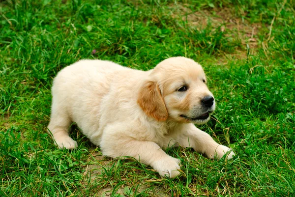 Golden retriever puppy in the grass — Stock Photo, Image