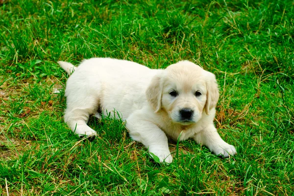 Golden Retriever köpek yavrusu çimlerde — Stok fotoğraf