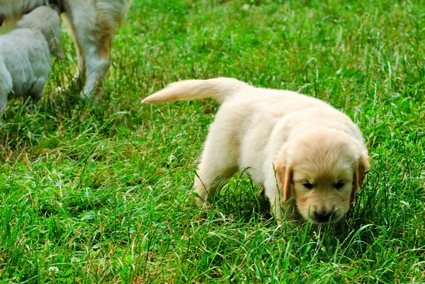 Золотистый ретривер щенок в траве — стоковое фото