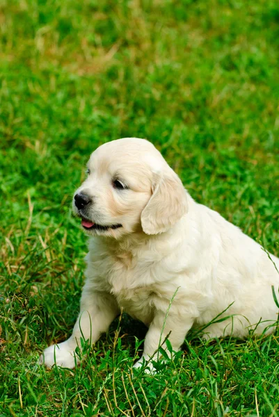 Cucciolo golden retriever nell'erba — Foto Stock