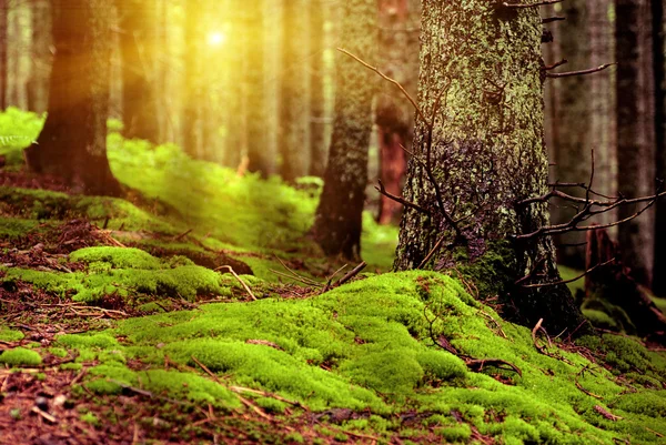 Sanset en bosque verde — Foto de Stock