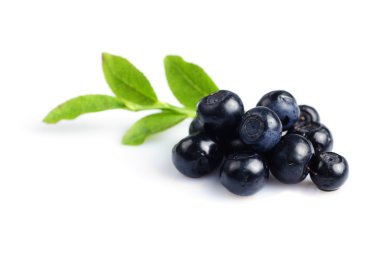 bilberry