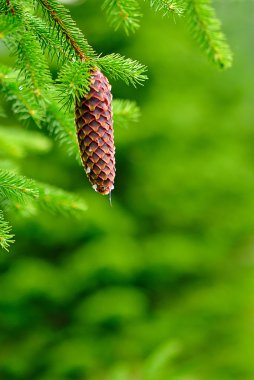 Cones on pine clipart