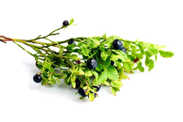 Twig of bilberry — Stock Photo, Image