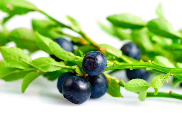 Twig of bilberry — Stock Photo, Image