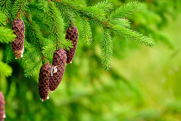 Cones on pine — Stock Photo, Image