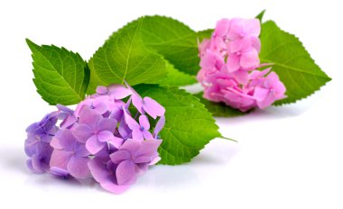 Pink and lilac hydrangea clipart