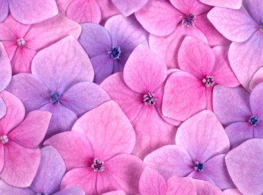 Pink flower background clipart