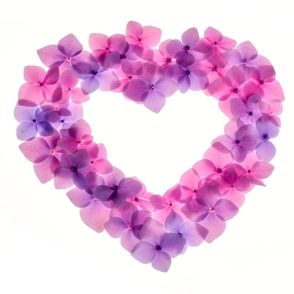 Pink flower background — Stock Photo, Image