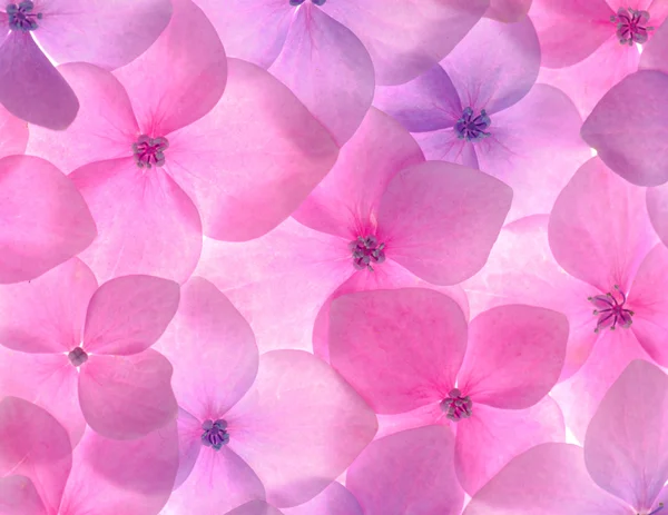 Ροζ φόντο λουλουδιών — Φωτογραφία Αρχείου
