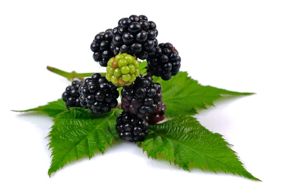 Izole blackberry Şubesi — Stok fotoğraf