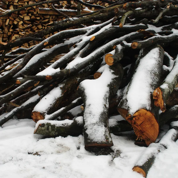 Dřevo pod sněhem — Stock fotografie