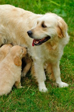 Golden Retriever köpek yavrusu çimlerde