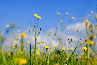 Wild flowers and blue sky clipart