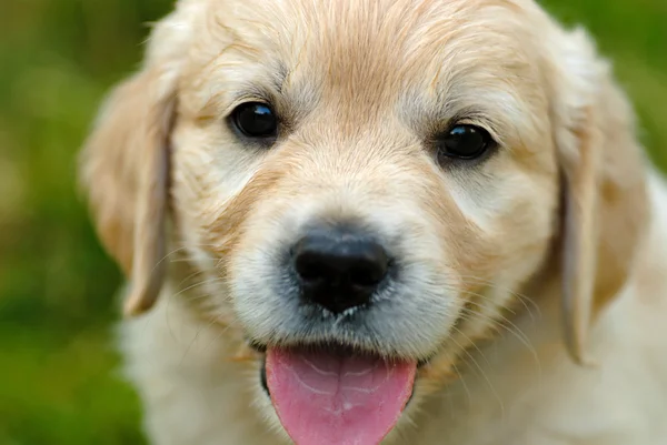 Cucciolo golden retriever nell'erba — Foto Stock