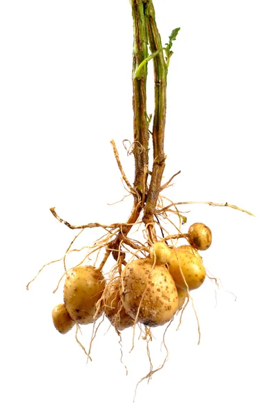 马铃薯的根 — 图库照片