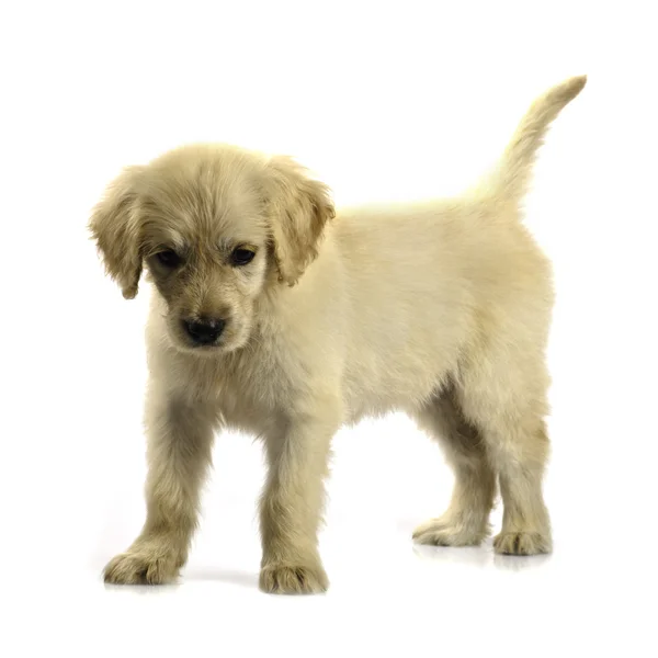 Anak anjing golden retriever terisolasi — Stok Foto