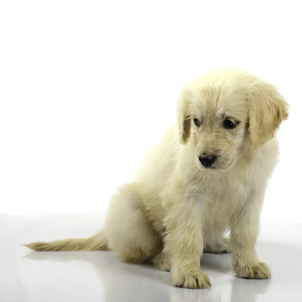 Golden retriever pup geïsoleerd — Stockfoto
