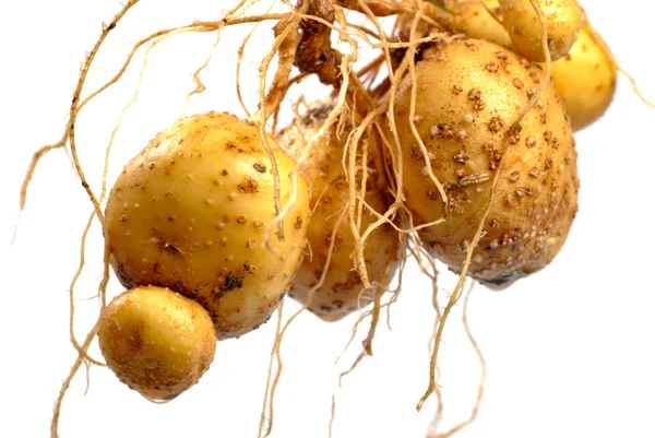 Aardappel met root — Stockfoto