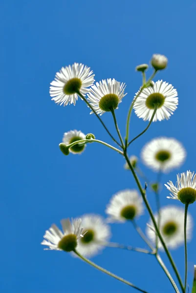 Fleurs sauvages et ciel bleu — Photo