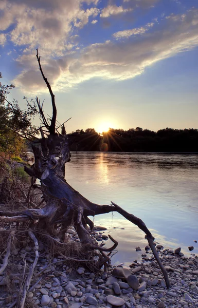Fallen tree on the river — Stock Photo, Image