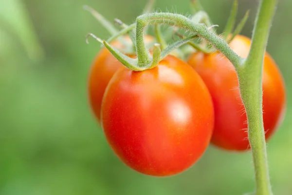 Tomatoes grow — Stock Photo, Image