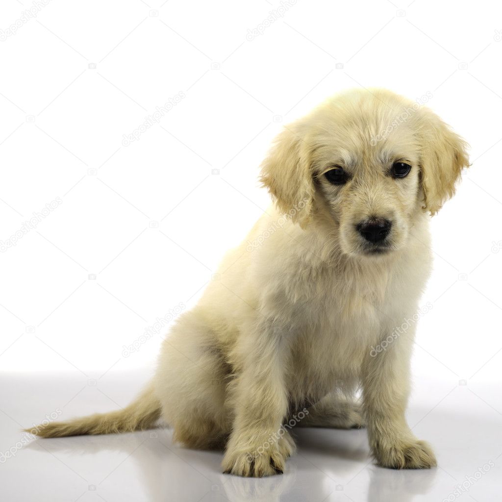 Yavru Beyaz Golden Retriever resimleri Yavru Beyaz Golden Retriever resimleri
