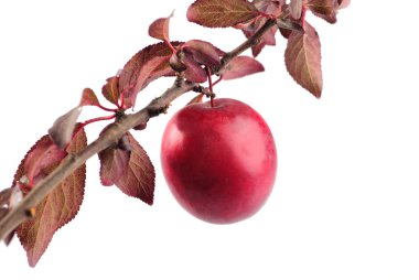 Red plum clipart