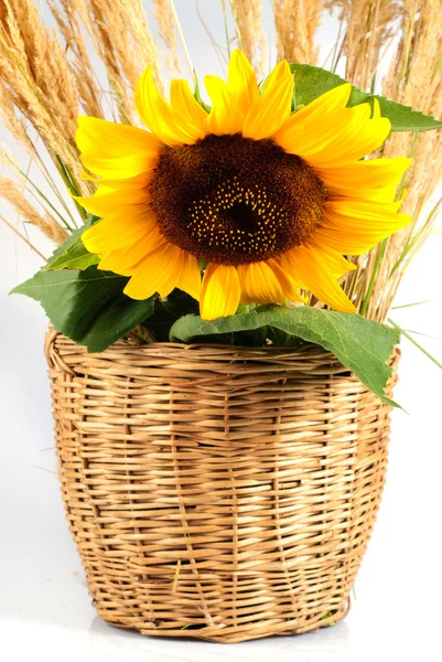 Sunflower in basket — Stock Photo, Image