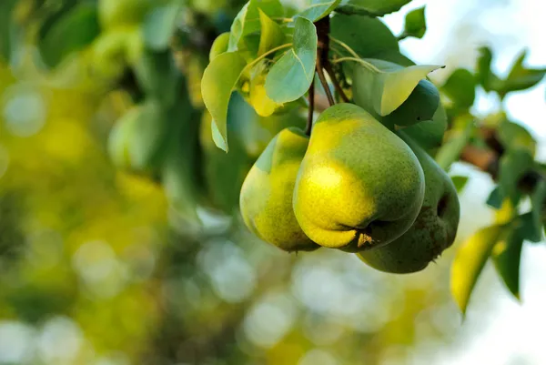 Pears on tree — Stock Photo, Image