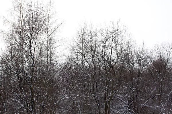 Красивый зимний снежный пейзаж — стоковое фото