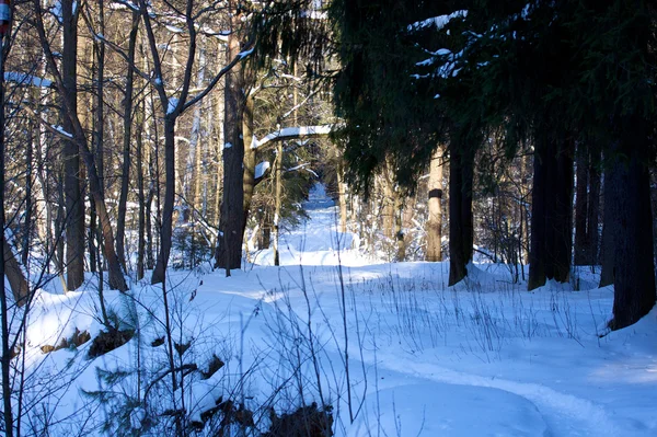 Linda paisagem floresta de inverno — Fotografia de Stock