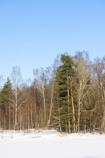 Beau paysage forestier hivernal — Photo