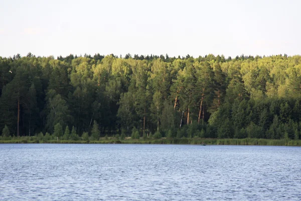 Forest near lake — Stock Photo, Image