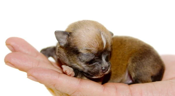 stock image Chihuahua puppy