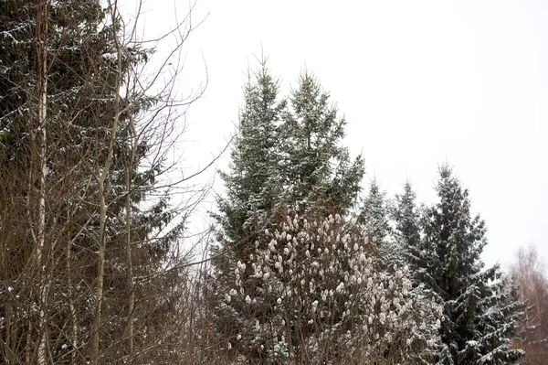 Красивый зимний снежный пейзаж — стоковое фото