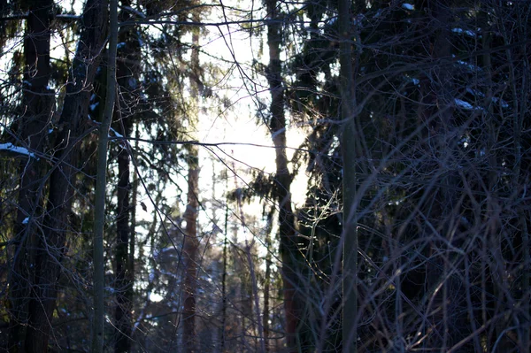 Schöne winterliche Waldlandschaft — Stockfoto
