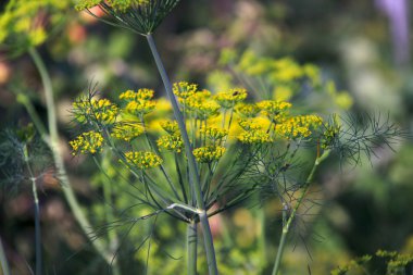 Resim yeşil dereotu, anethum graveolens