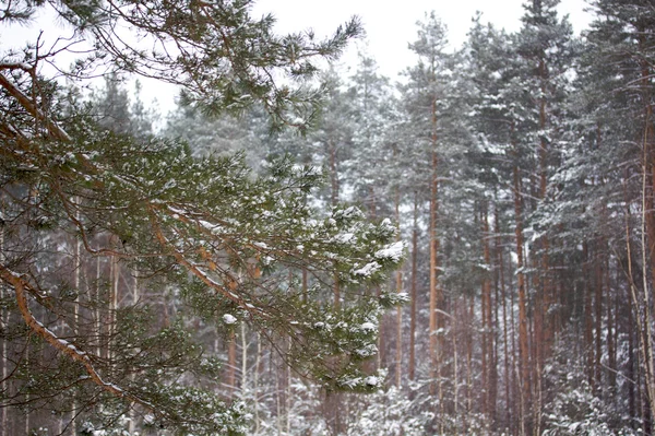 Bellissimo paesaggio innevato invernale — Foto Stock