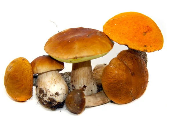 Porcini mushroom (Boletus edulis) aka bolete or — Stock Photo, Image